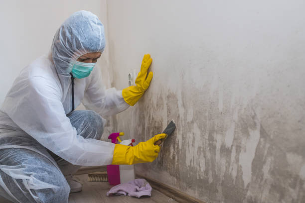 Professional Mold Removal in Vardaman, MS